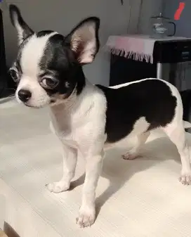 Chihuahua Belang Sapi,Jantan Stambun