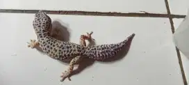 Gecko Male Juve / barter Lovebird aja