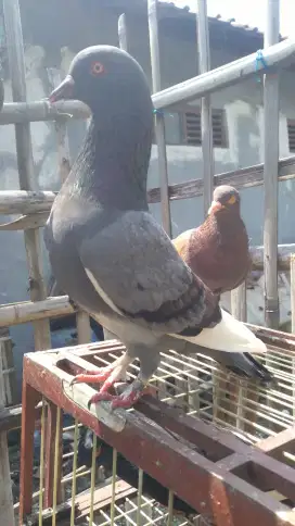 Burung merpati kolong