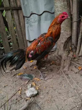 Ayam Mangon x bk muda