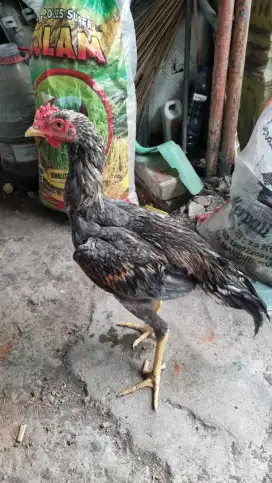 Ayam bangkok jantan