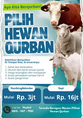Sapi bali montok