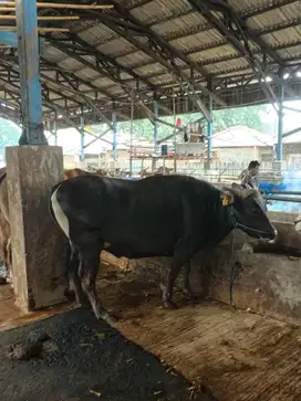 Sapi bali harga murah bisa nego