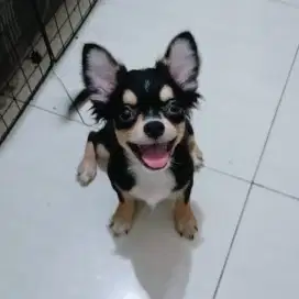 Anjing chihuahua longhair jantan