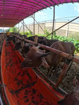 Sapi qurban sehat berqualitas