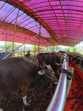 Sapi favorite pencari qurban dengan qualitas daging yg bagus