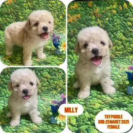 Toy poodle 1.5 bln puppy