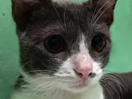 Kucing kampung abu putih