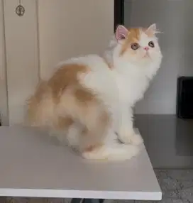 Kucing peaknose longhair dan exotic shorthair