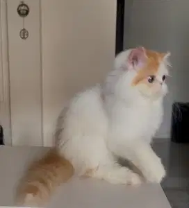Kucing peaknose longhair dan exotic shorthair