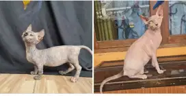 bambino betina free sphynx betina mur...mer..