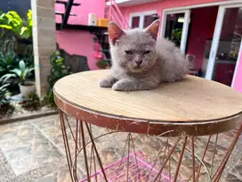 Jual kitten bsh pure