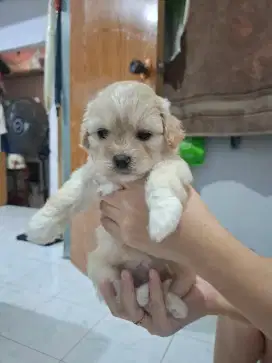 Open Adopt Female Shihpoo