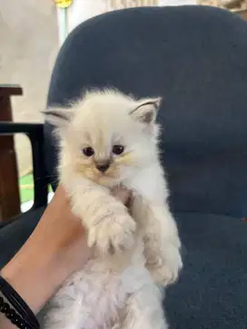 Kitten persia himalaya umur 2 bulan kurang