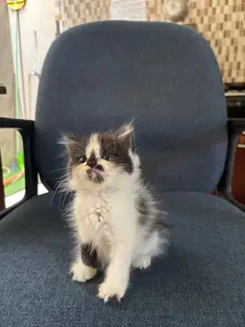 Kitten Persia long hair umur 2 bulan