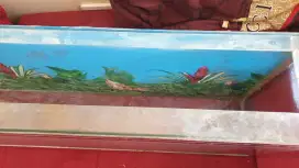 Aquarium  dan talangnya(enak lebarnya tdk makan tempat..praktis)