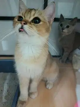 British Shorthair golden