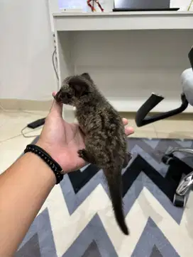 baby musang panda umur 2 bulan jantan