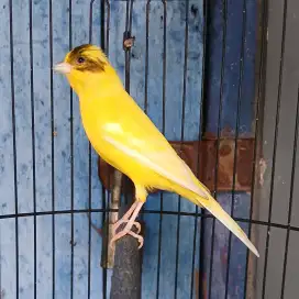 Burung kenari isian prenjak putih