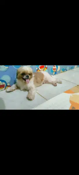 Shihtzu Pure Mini Jantan