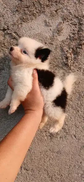 Anakan Minipom ASLI