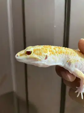 Gecko Raptor Lavender Male Adult