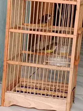 Ciblek semi ada 2 jual satu burja