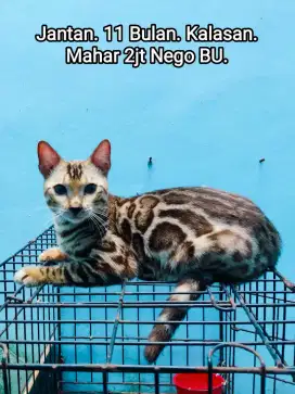 Kucing Corak Bagus