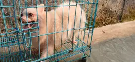 Indukan minipom