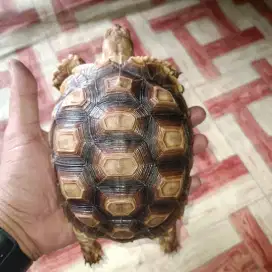 Kura kura Sulcata 14 cm