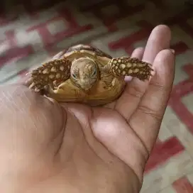 Sulcata dotless tiger
