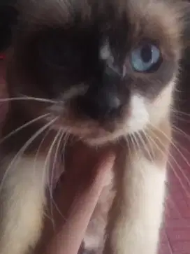 Kucing mata biru ras himalaya betina