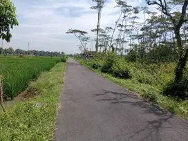 Tanah Sawah Tepi Jalan Aspal Dekat Pasar Di Sleman Barat Yogyakarta