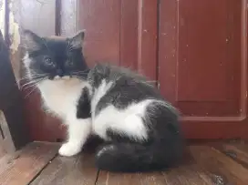 kitten persia lucu