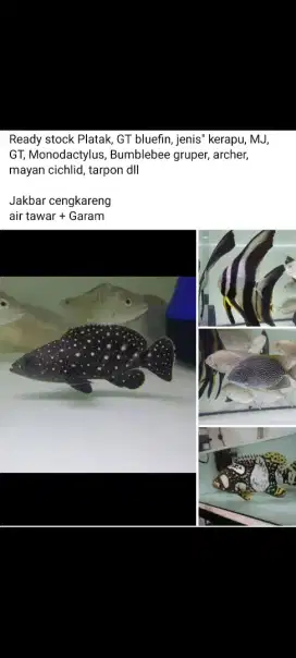 Ikan hias brakish GT, MJ, Baramundi, Platak, kerapu