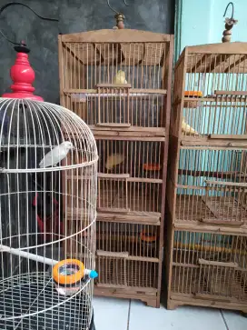 Burung kenari loper gacor burja 300 rebu