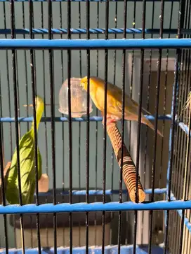 Kenari Kalitan warna kuning