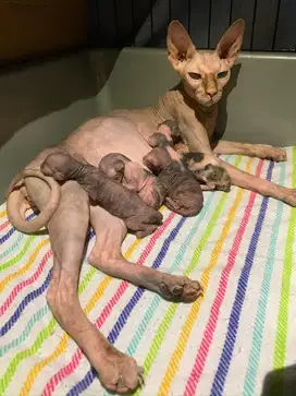 Indukan sphynx proven warna tortie