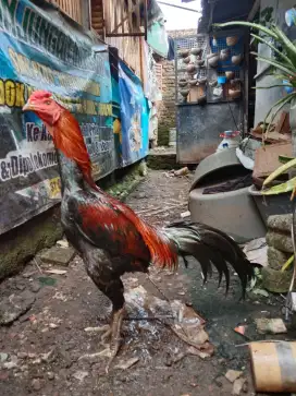 Ayam bangkok (lancuran) bk mangon