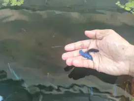 Cupang Giant Super black dan Still blue