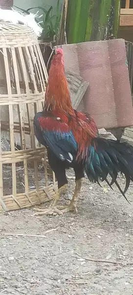 Dijual ayam jago Bangkok