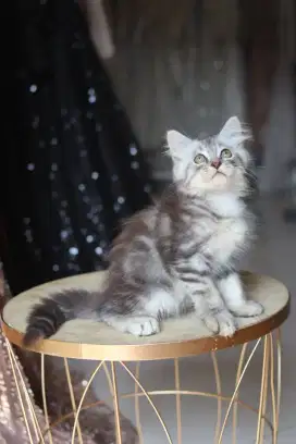 Kucing Maine Coon kitten ganteng