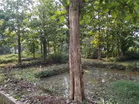 TANAH DAN KOLAM IKAN