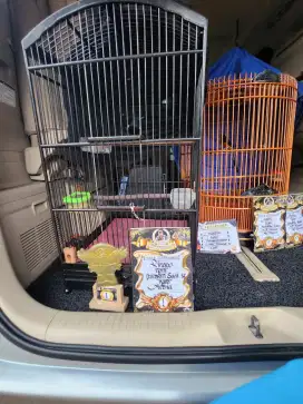 Jual kacer dada hitam udah buka ekor