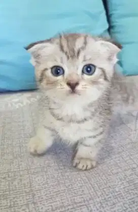 Munchkin Scottish fold