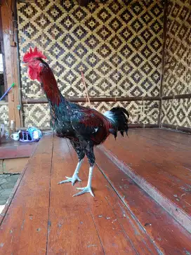 AYAM PELUNG ORI CIANJUR UKURAN 7 SUPER BIG
