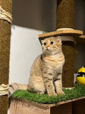Kitten Scottish fold Golden
