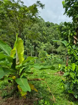 Jual tanah kebun
