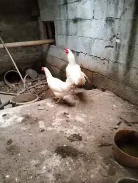 Ayam putih polos