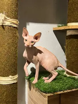 Sphynx jantan bicolor